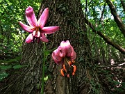 30  Lilium martagon (Giglio martagone)
